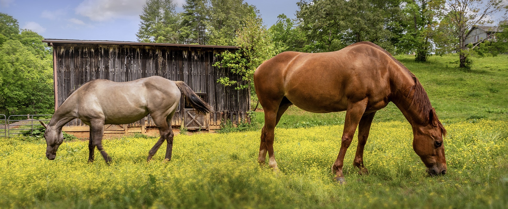 Inn at Amaris Farms Horses